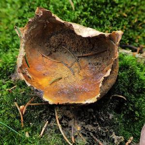 Pigskin Poison Puffball