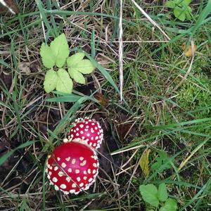 Fly Agaric
