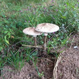Parasol Mushroom