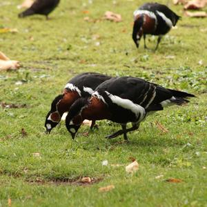 Red-breasted Goose