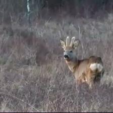 European Roe Deer