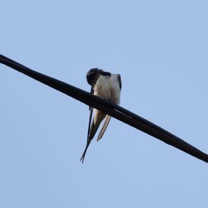 Barn Swallow