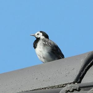 White Wagtail