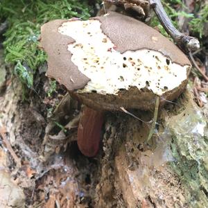 Red-cracked Bolete
