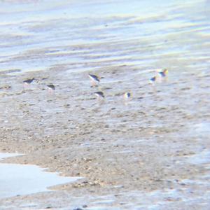 Common Redshank