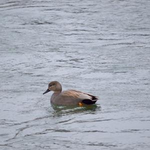 Gadwall