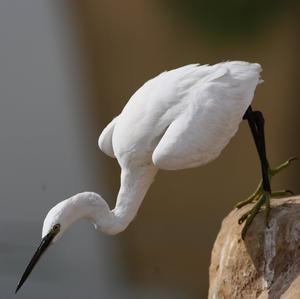 Little Egret
