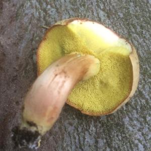 Yellow-cracked Bolete