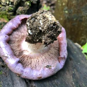 Wood Blewit
