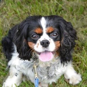 Cavalier King Charles Spaniel