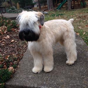 Soft Coated Wheaten Terrier