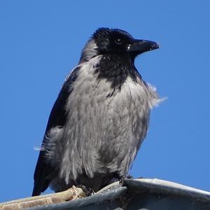 Hooded Crow