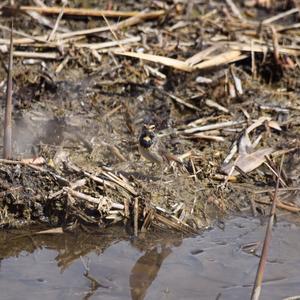 Bluethroat