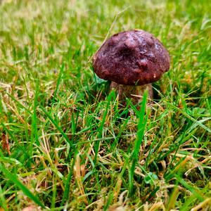 Scaber Stalk, Common