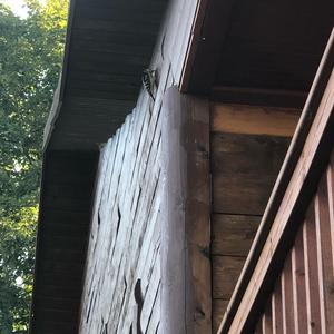 Haarspecht