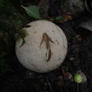 Unknown Species