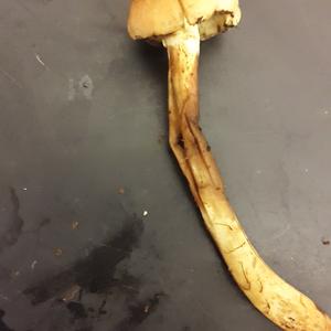 Clustered Psathyrella