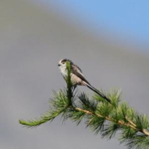 Long-tailed Tit