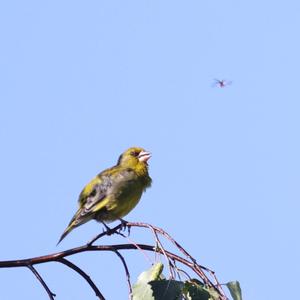 European Greenfinch
