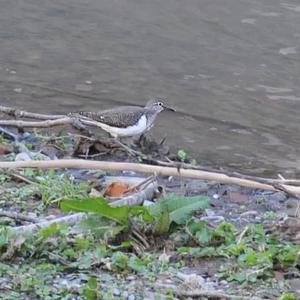 Waldwasserläufer