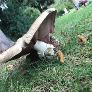 Unknown Species