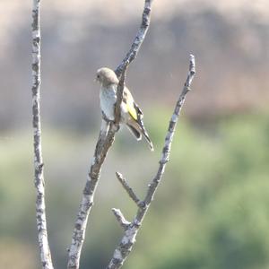 European Goldfinch
