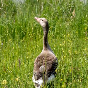 Greylag Goose