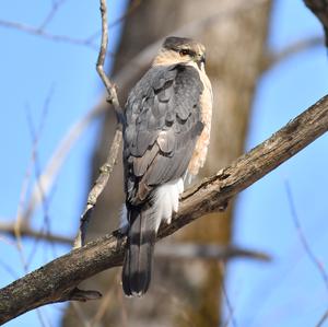 Eurasian Sparrowhawk