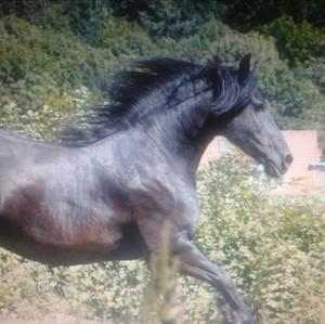 Friese