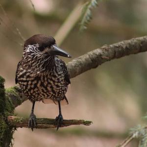 Spotted Nutcracker
