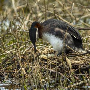 Red-necked Grebe