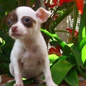 Chihuahua