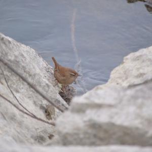 Winter Wren