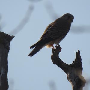 Common Kestrel