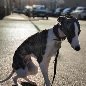 Whippet