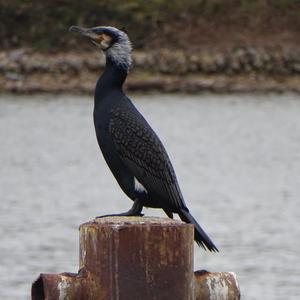 Kormoran