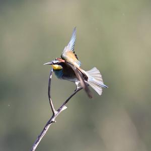European Bee-eater