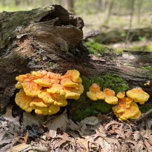 Chicken Mushroom