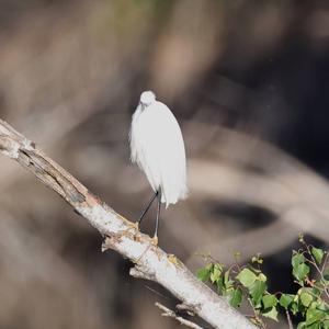 Little Egret