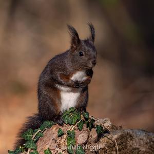 Eurasian Red Squirrel