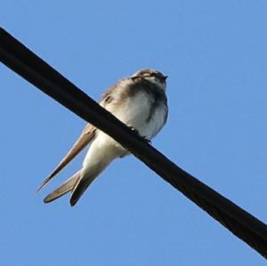 Sand Martin