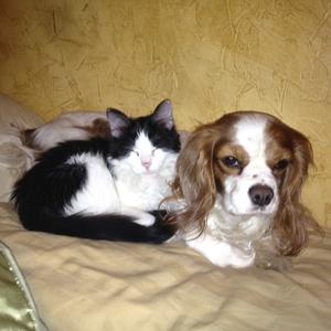 Cavalier King Charles Spaniel