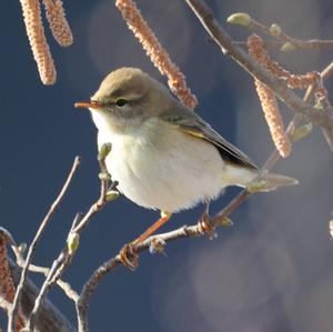 Willow Warbler
