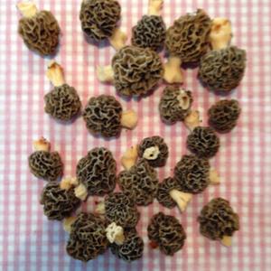 Yellow Morel