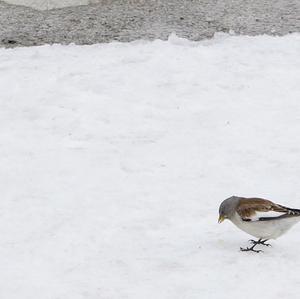 White-winged Snowfinch