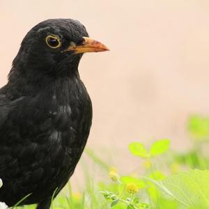 Amsel