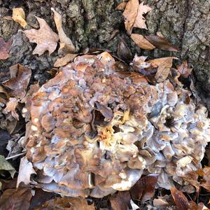 Hen-of-the-Woods