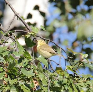 Willow Warbler