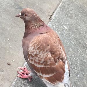 Rock Pigeon