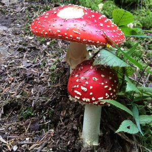 Fly Agaric